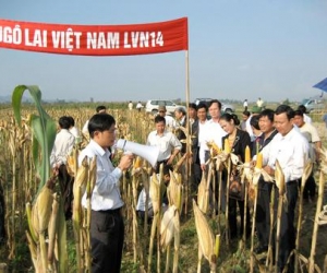 Nghệ An: Giống ngô LVN 14 lại giành năng suất cao